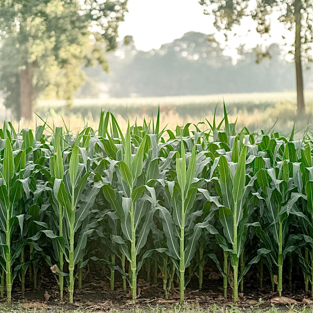 Green cornfields in Maharashtra, providing agricultural feedstock for Edh Farms biomass pellets